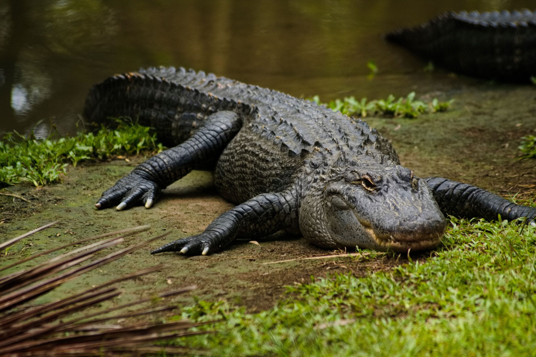 parc d'attraction wallygator 